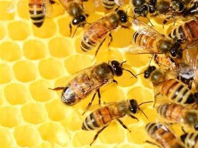 الگوریتم زنبور عسل